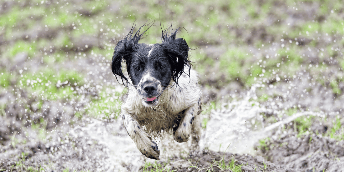 Kako ukloniti neprijatan miris ljubimaca iz vašeg doma