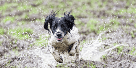 Kako ukloniti neprijatan miris ljubimaca iz vašeg doma
